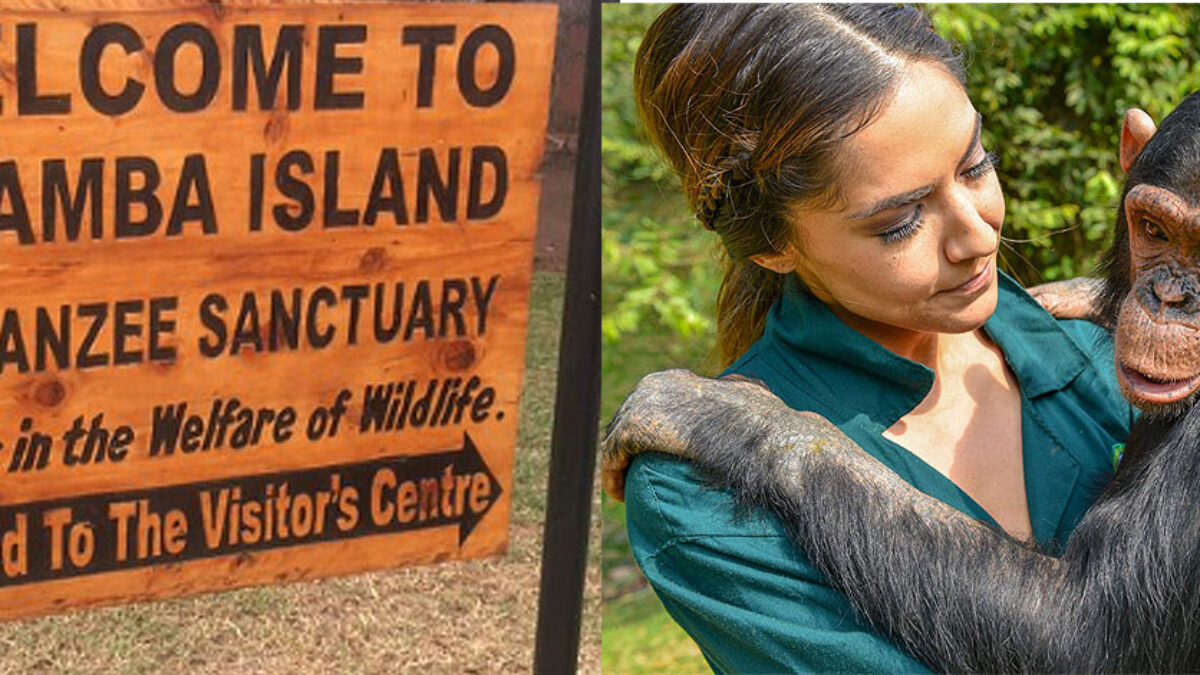 Chimpanzee Habituation vs Trekking