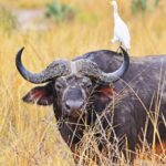 Kidepo Valley National Park