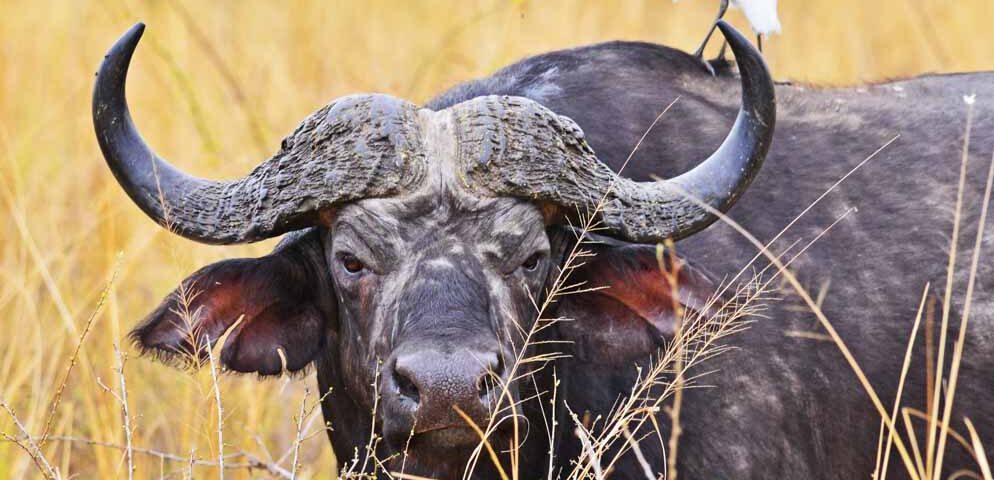 Kidepo Valley National Park