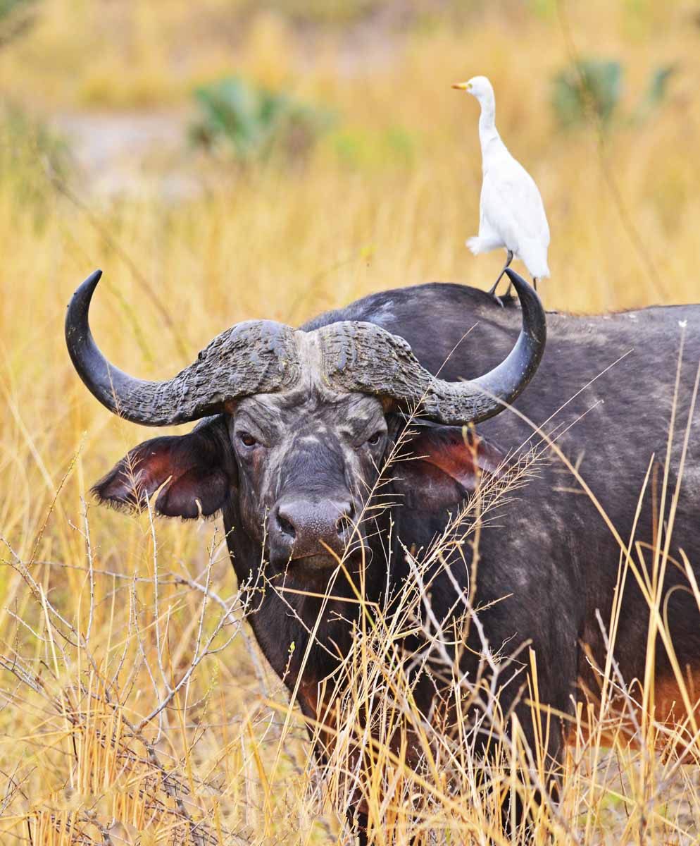 Kidepo Valley National Park