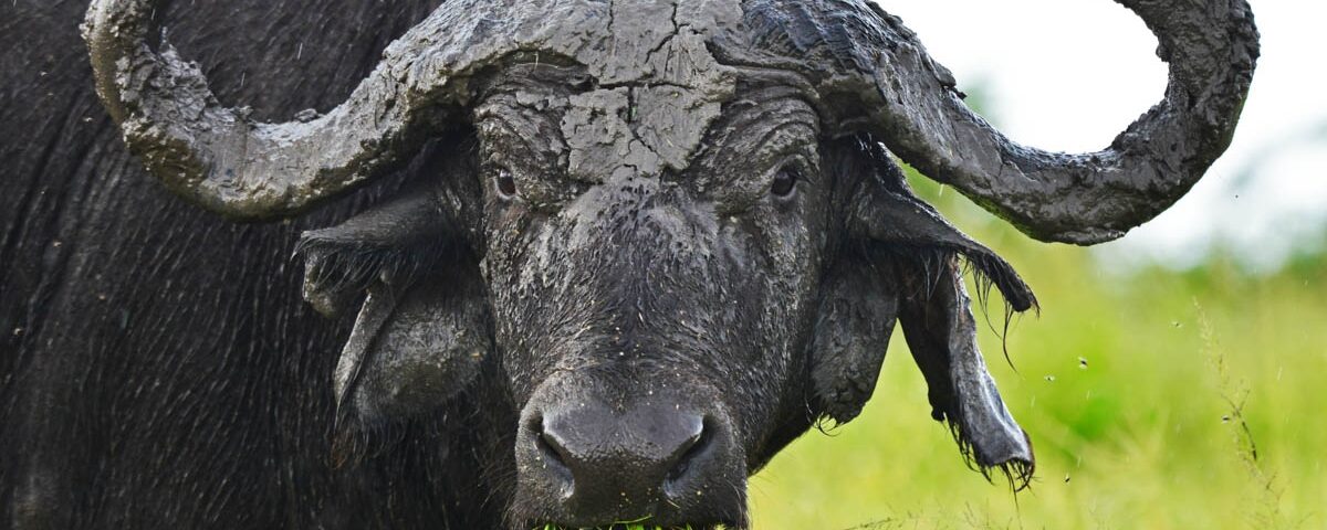 Kidepo Valley National Park