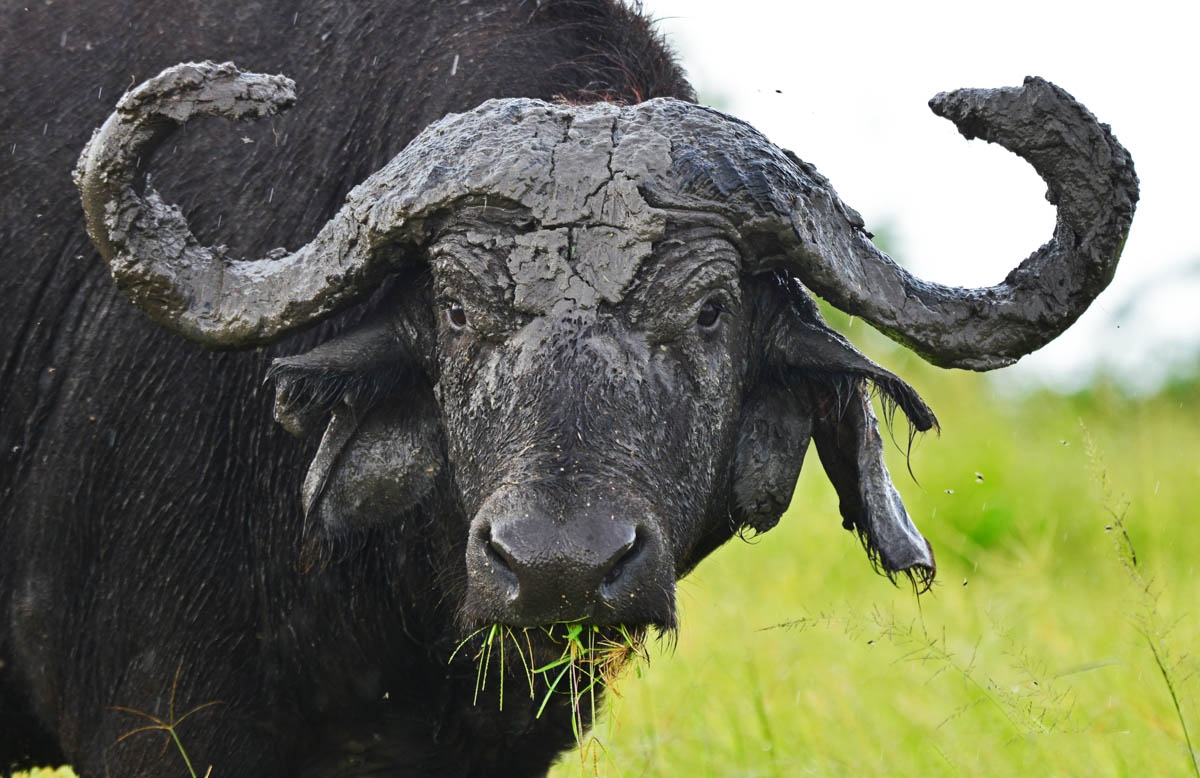 Murchison Falls National Park