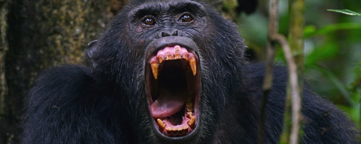 Chimpanzee - Jackal Wild Adventures