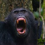 Chimpanzee - Jackal Wild Adventures