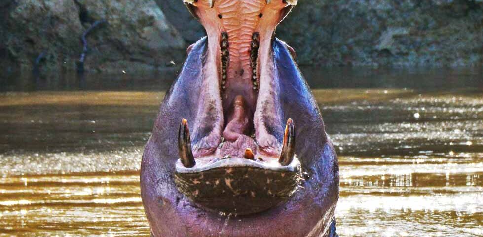 Hippopotamus - Jackal Wild Adventures