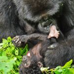 How Does the Great Rift Valley Differ from Gorilla Trekking?