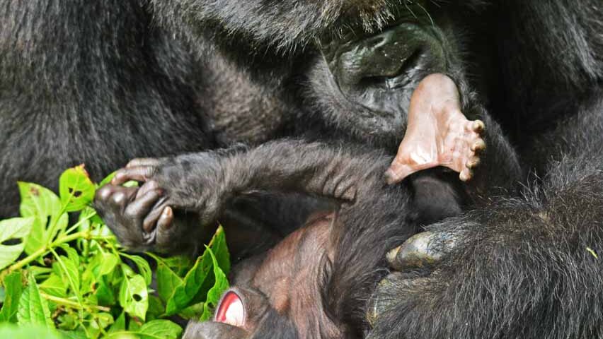 How Does the Great Rift Valley Differ from Gorilla Trekking?
