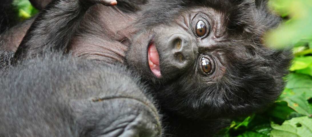 Gorilla kid - Jackal Wild Adventures
