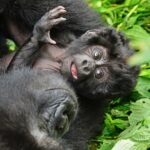 Gorilla kid - Jackal Wild Adventures