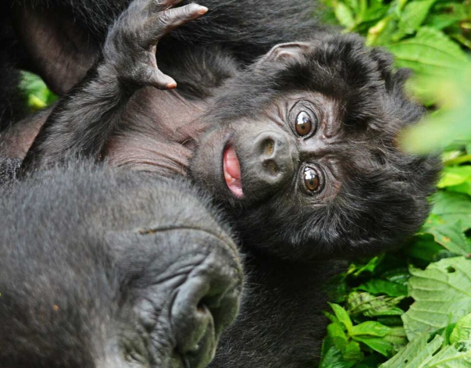 Gorilla kid - Jackal Wild Adventures