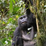 Bwindi Gorilla - Jackal Adventures
