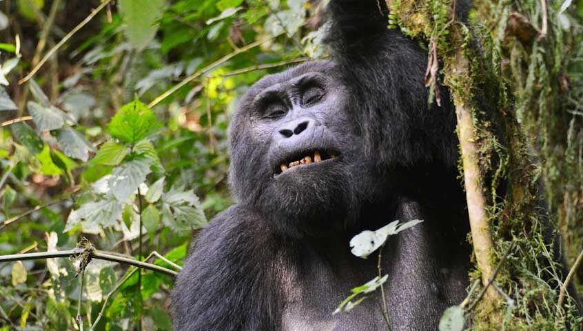 Bwindi Gorilla - Jackal Adventures