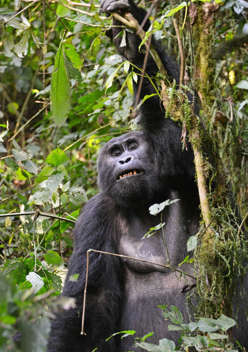 Bwindi Gorilla - Jackal Adventures