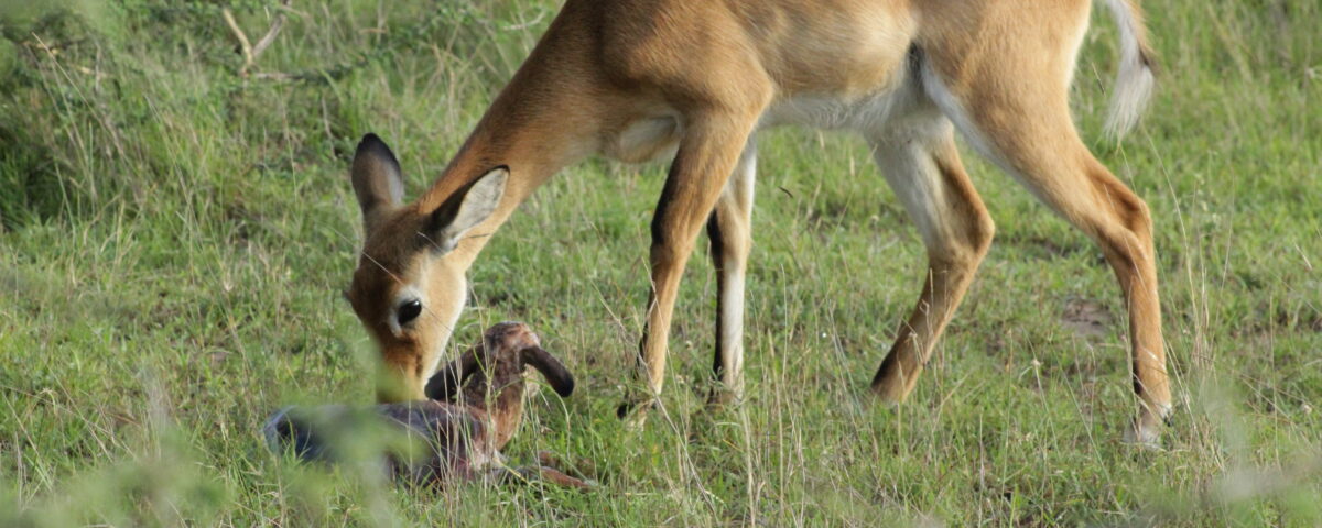 Lake Mburo National Park