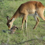 Lake Mburo National Park