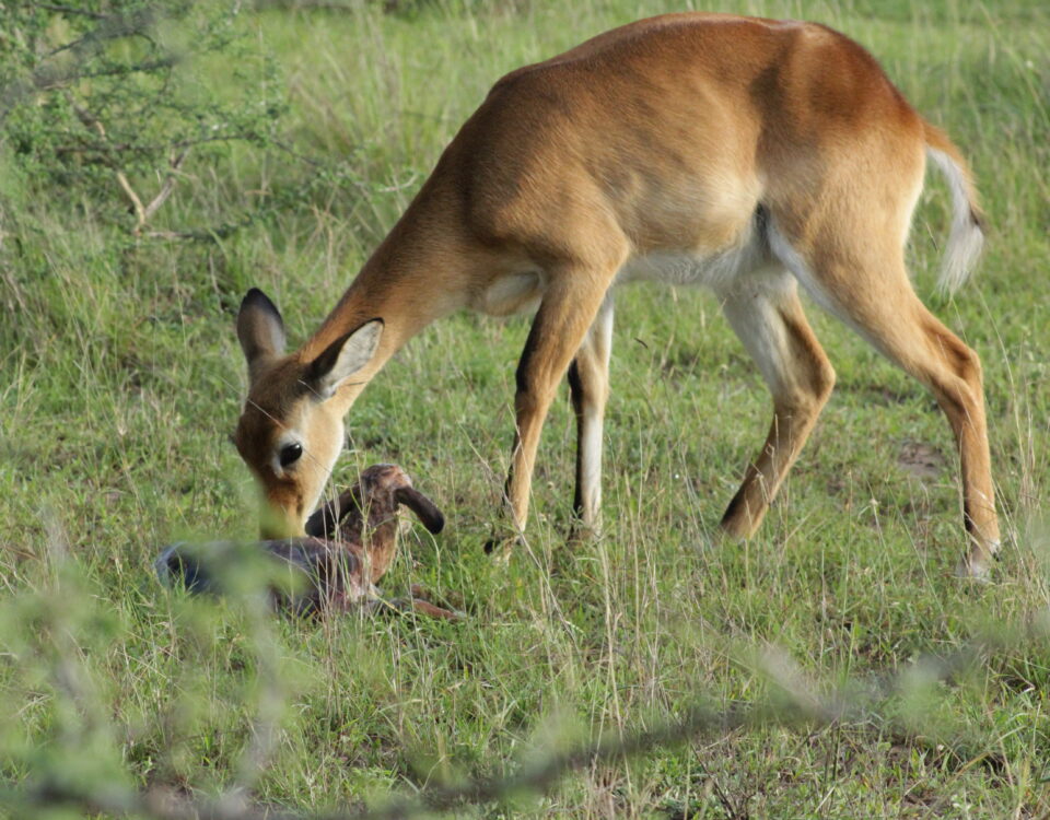 Lake Mburo National Park
