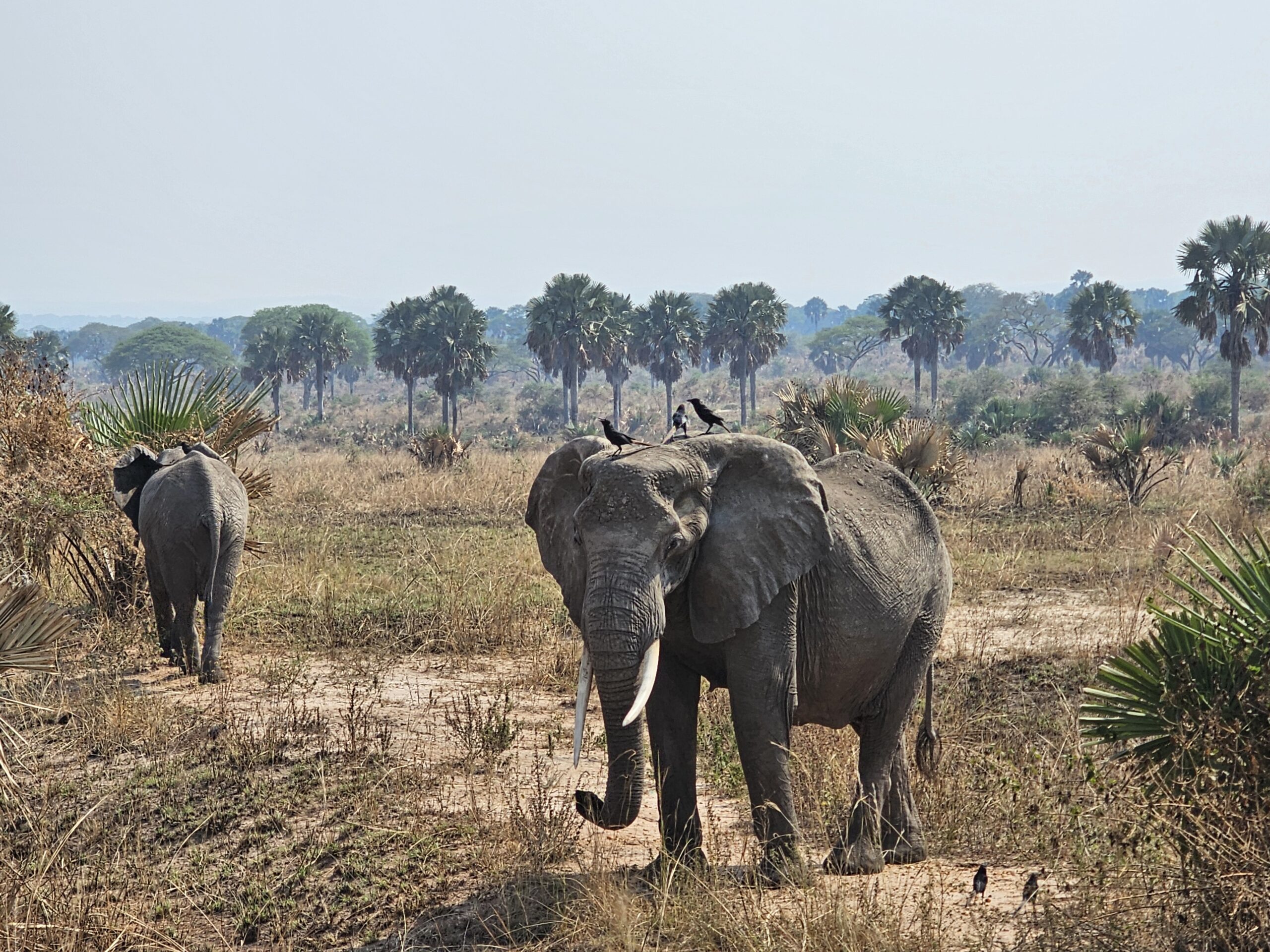 Queen Elizabeth National Park 