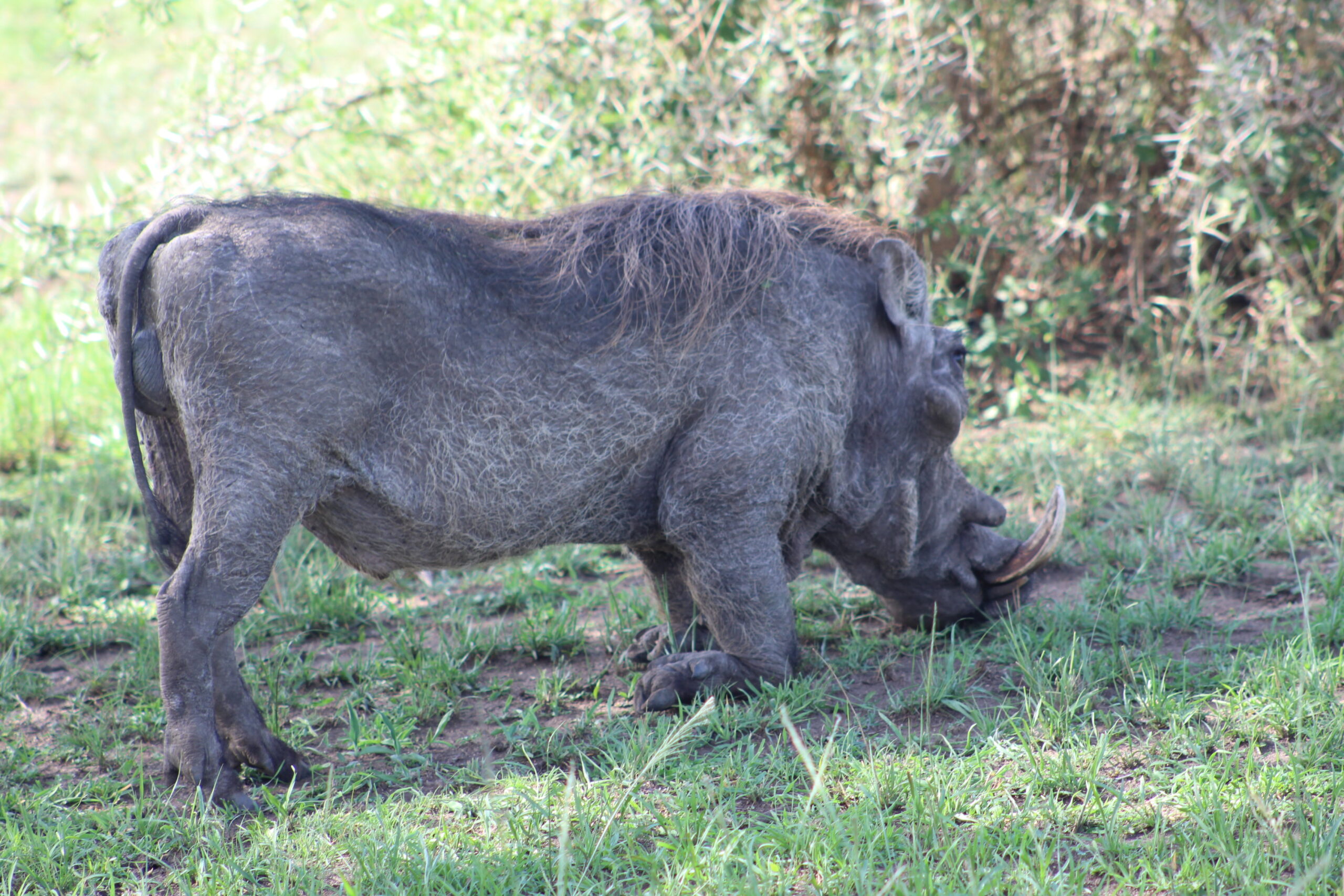 Lake Mburo National Park 