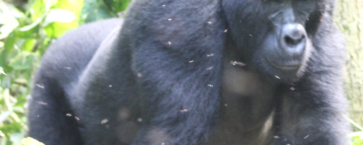 Mgahinga Gorilla National Park