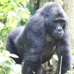 Mgahinga Gorilla National Park