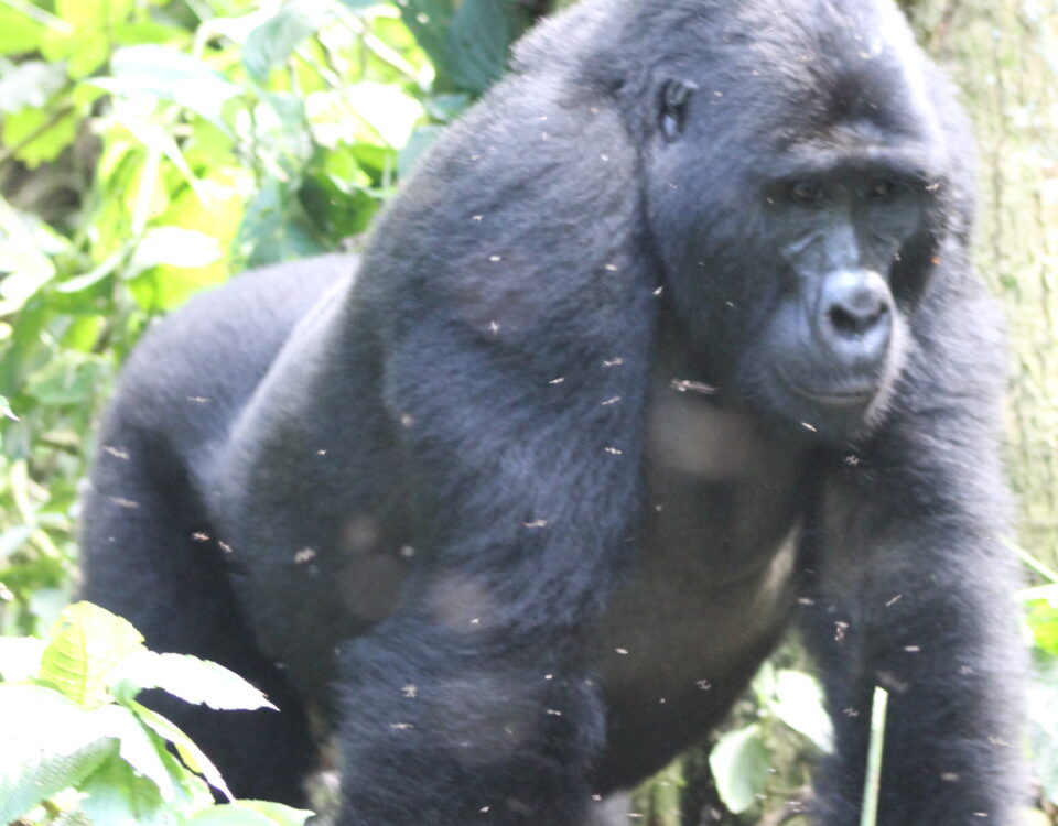 Mgahinga Gorilla National Park