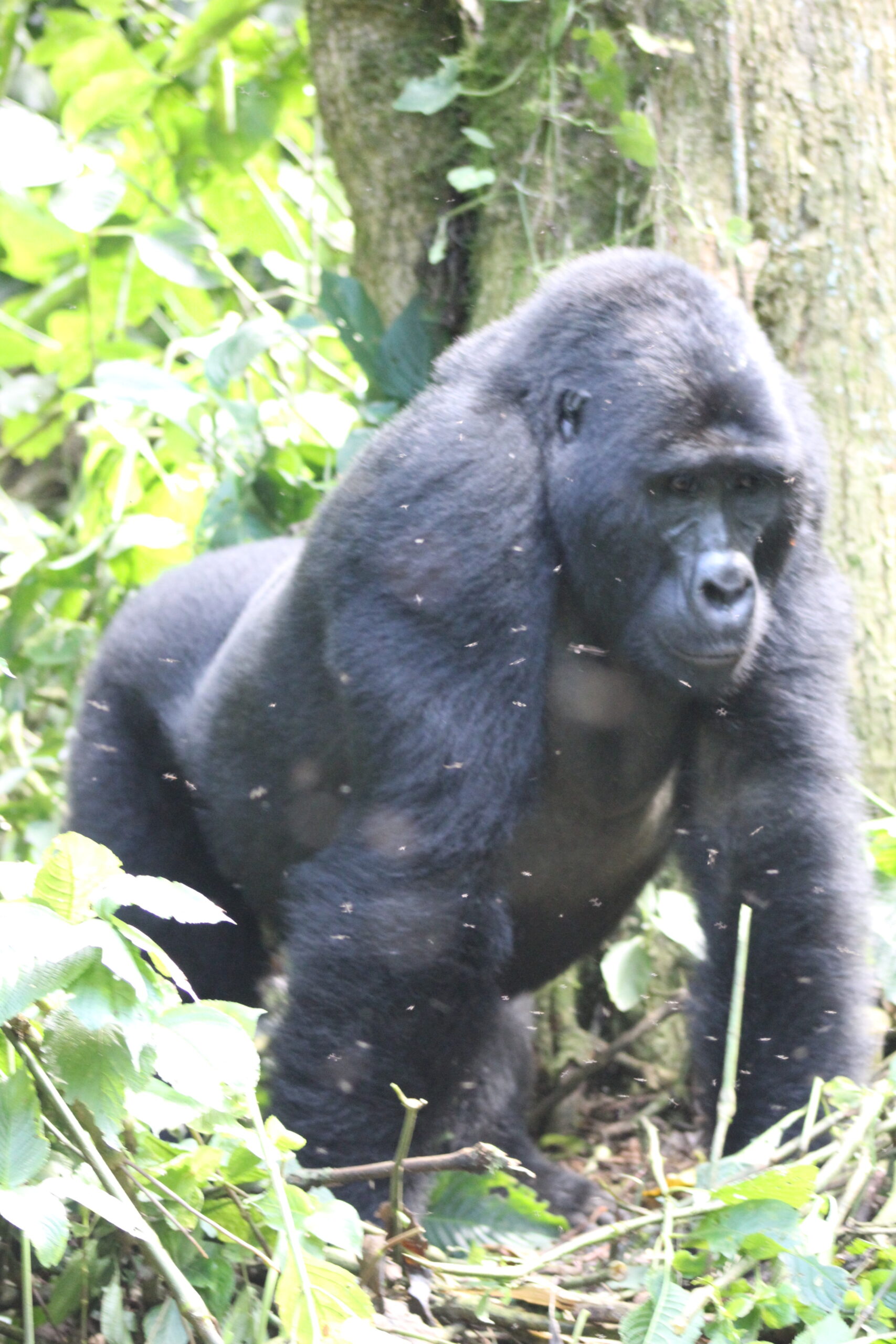 Mgahinga Gorilla National Park