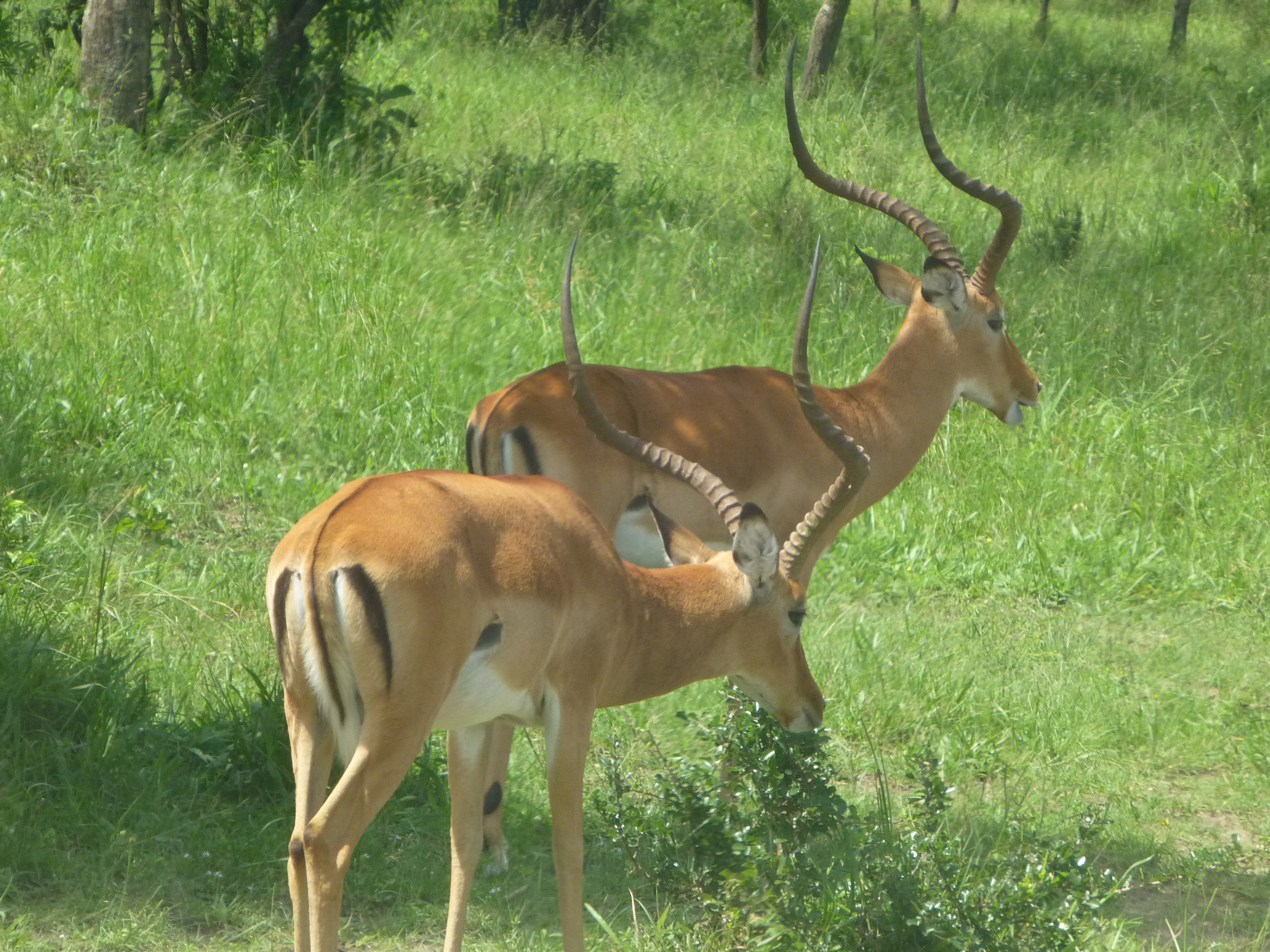 Lake Mburo National Park 