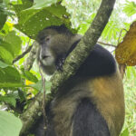 Family holidays in Rwanda