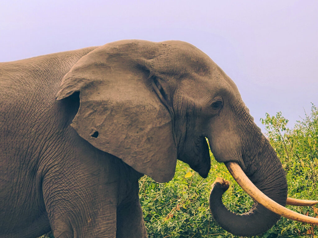 Murchison Falls National Park