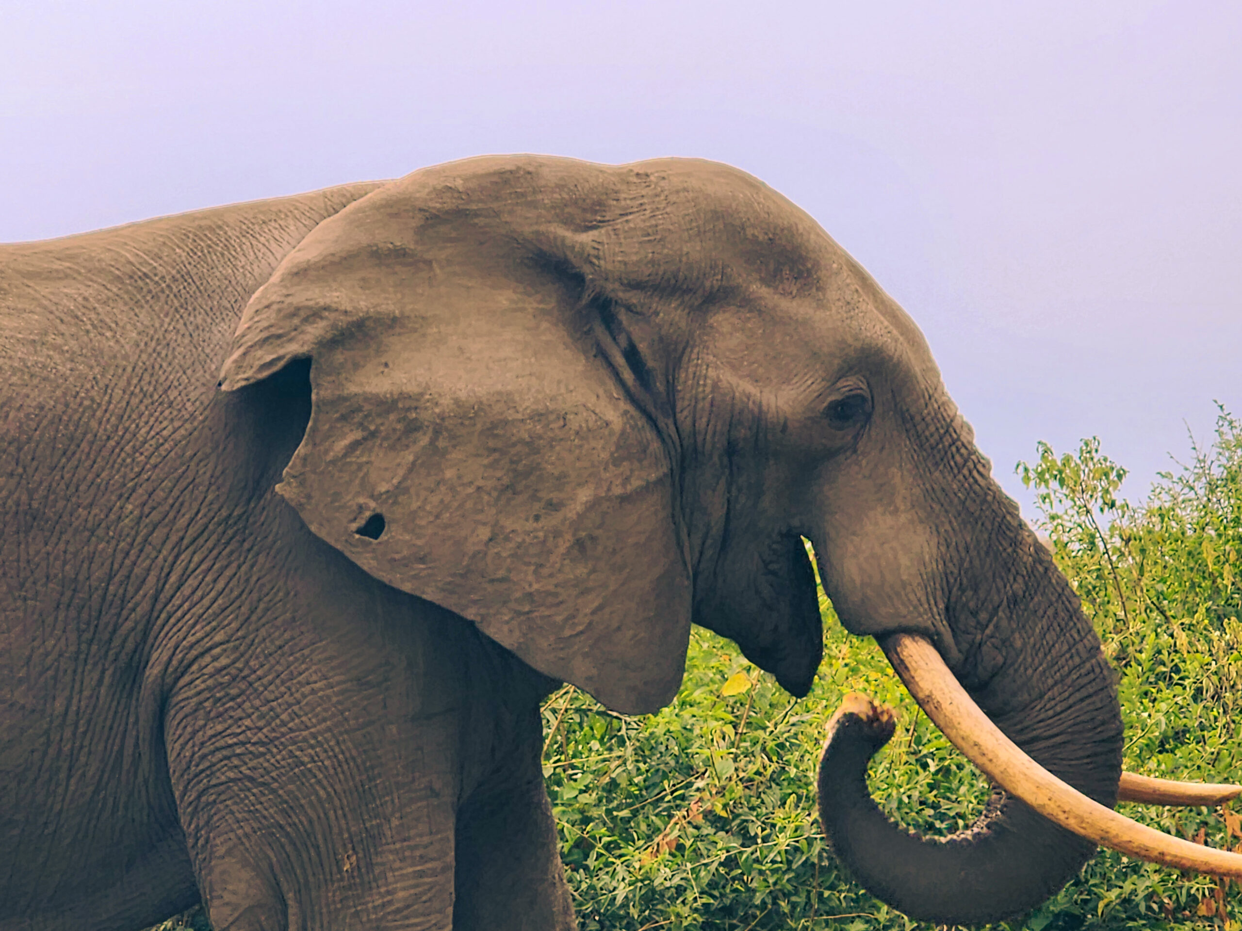Murchison Falls National Park
