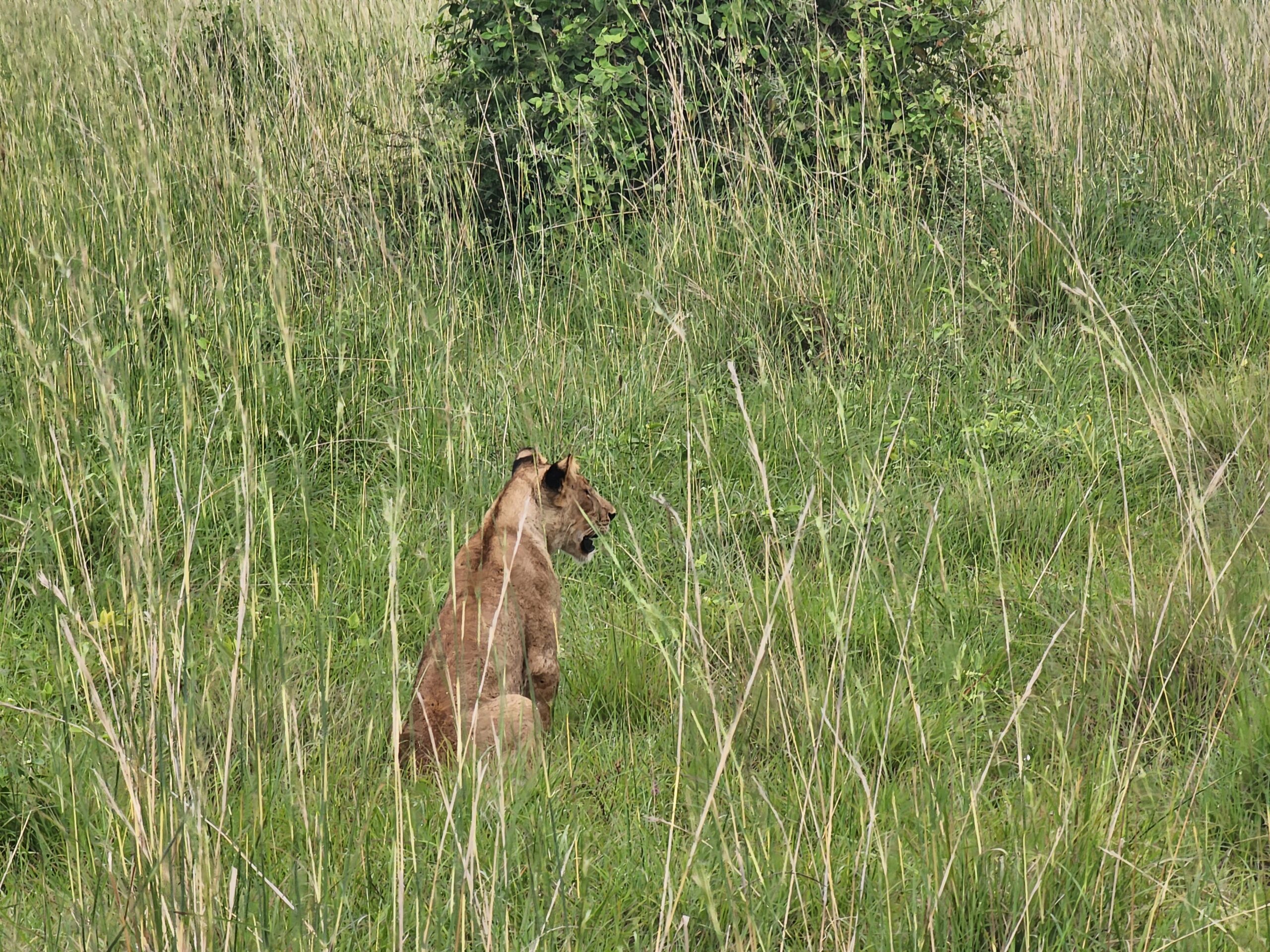 Akagera National Park