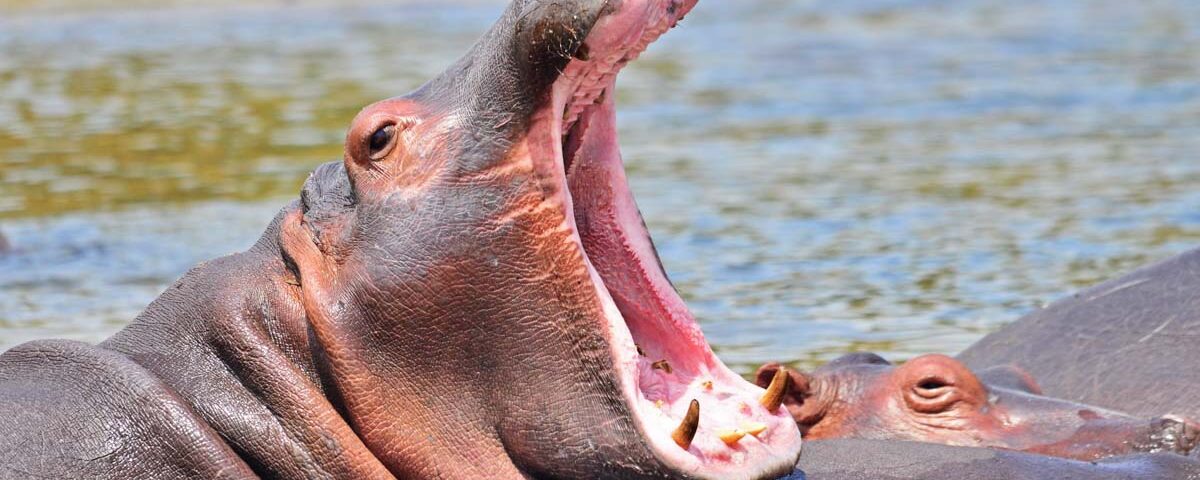 Lake Mburo National Park