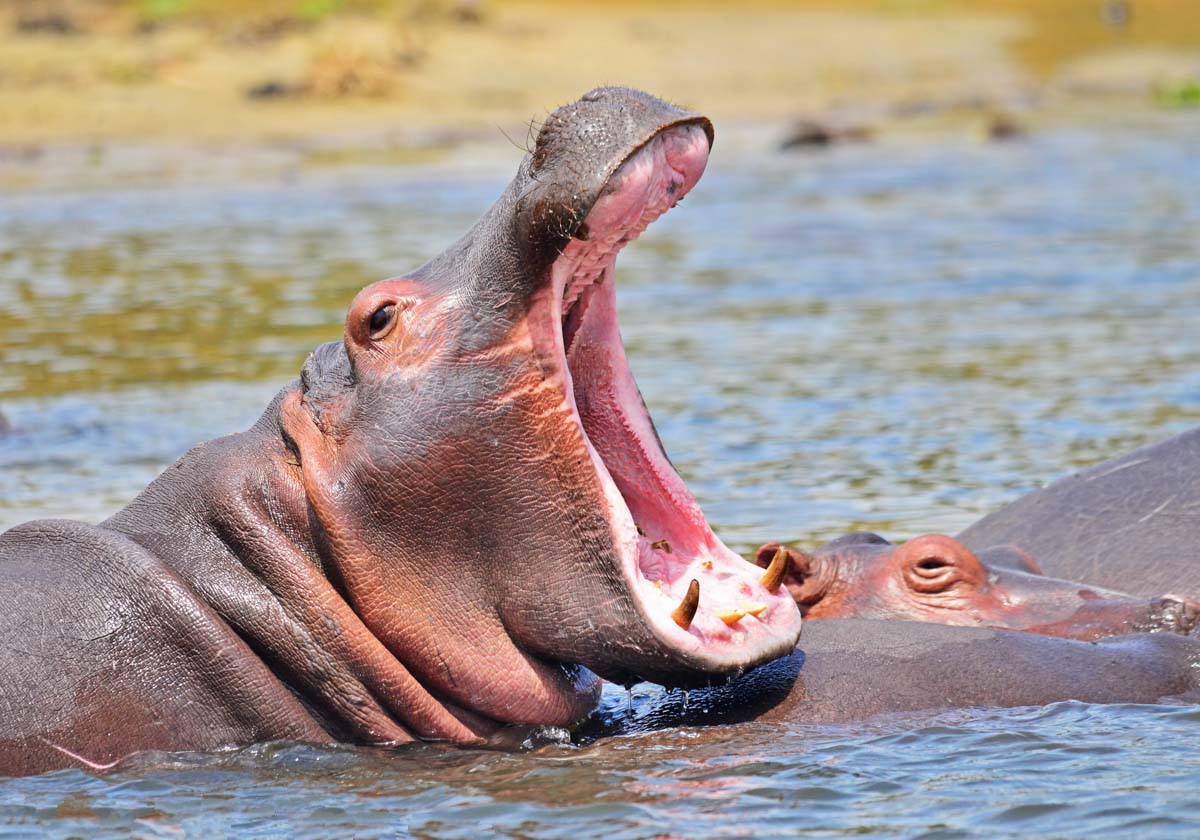 Lake Mburo National Park