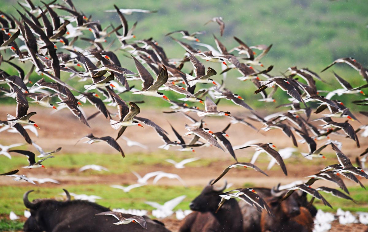 Birding Hotspots in East Africa