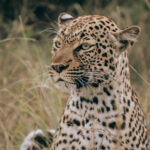 Best Time to Visit Tanzania