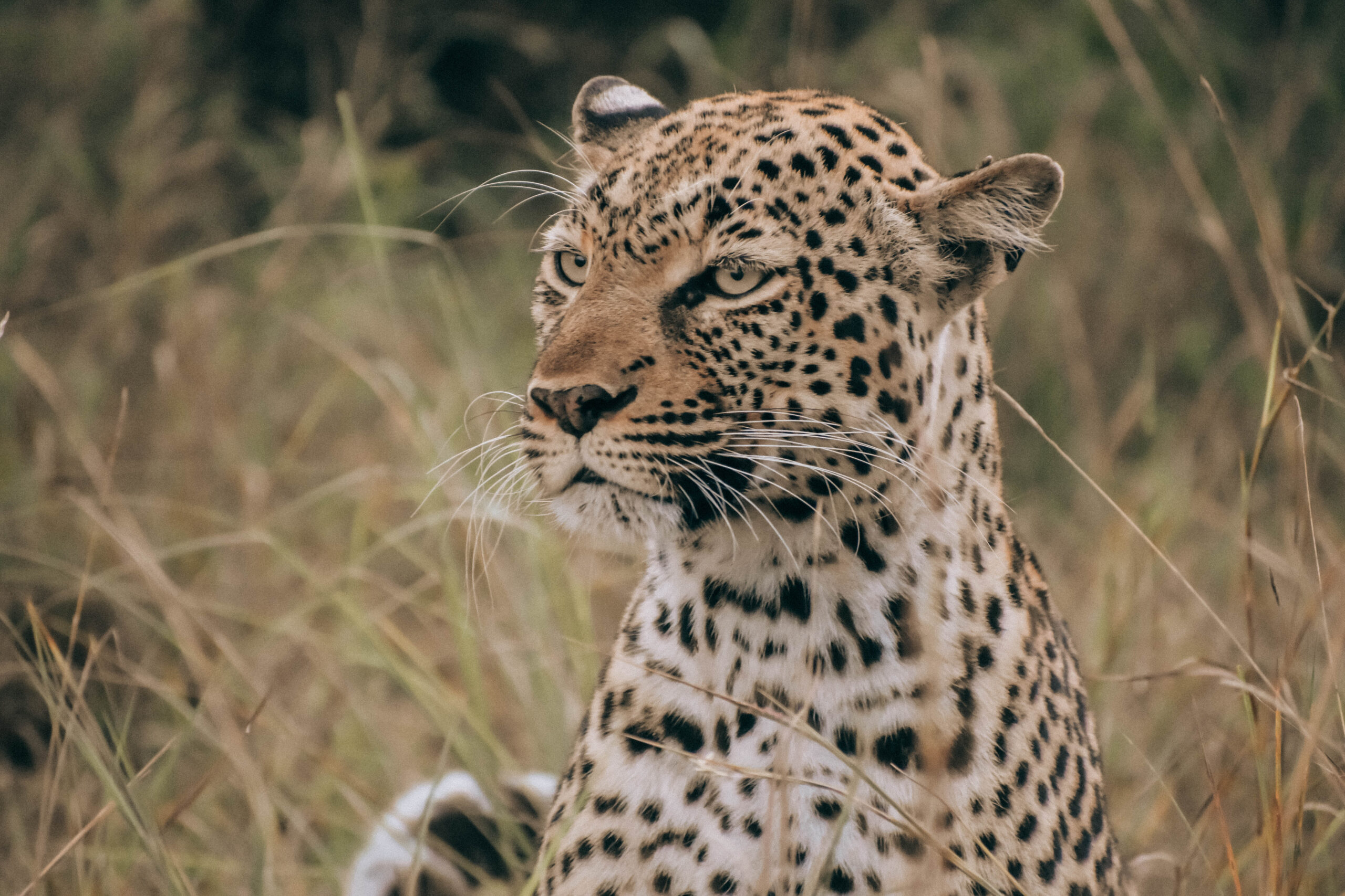Serengeti and Maasai Mara travel times