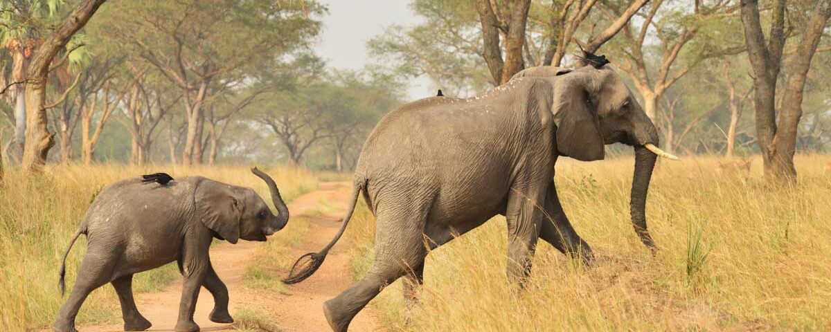 Best Time to Visit Uganda and Safaris in East Africa