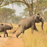 Best Time to Visit Uganda and Safaris in East Africa