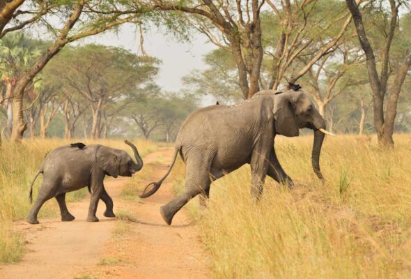 Best Time to Visit Uganda and Safaris in East Africa