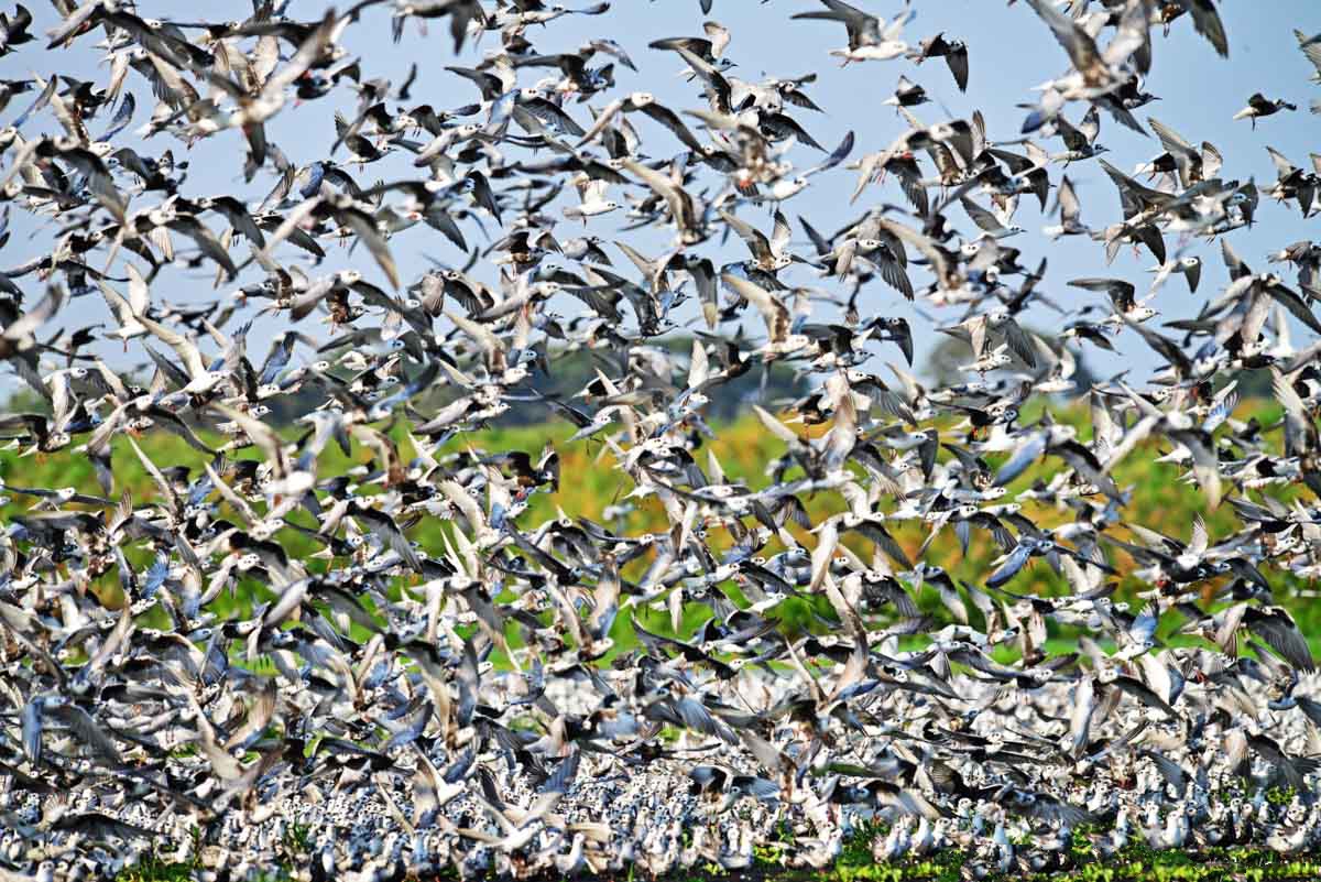 Lake Manyara National Park