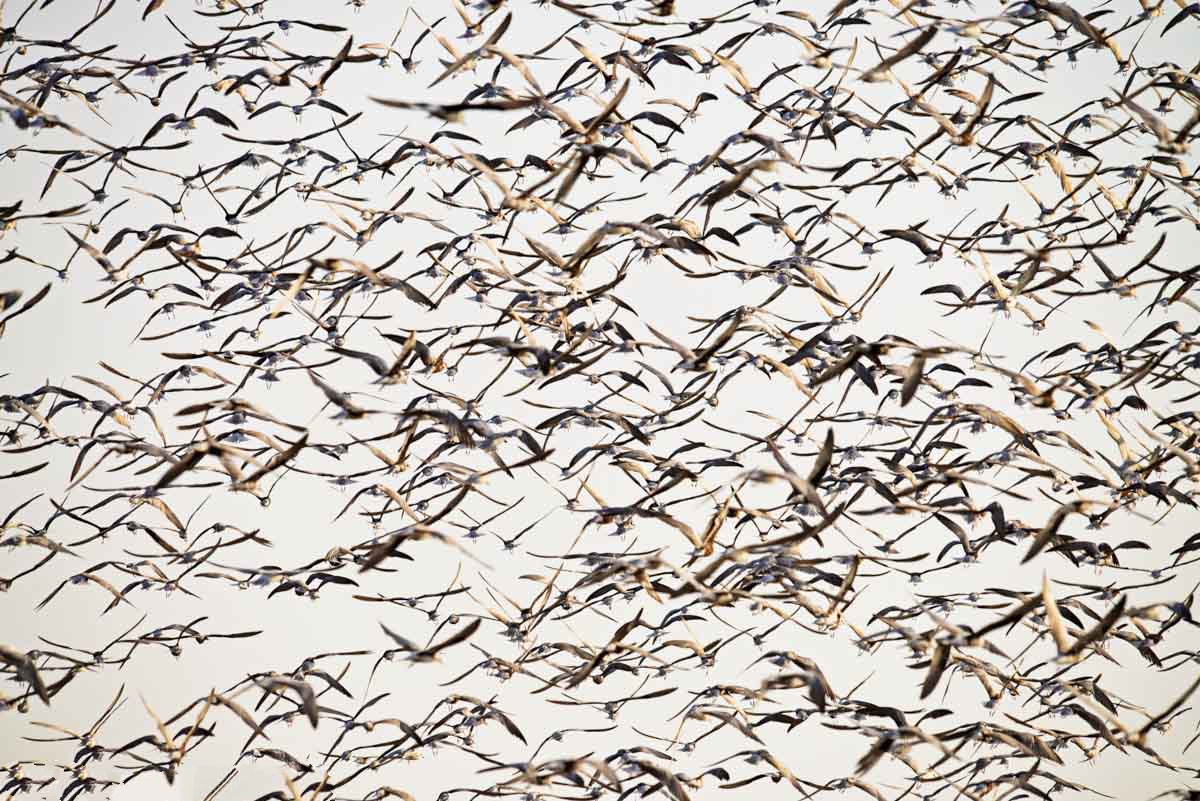 Lake Nakuru National Park