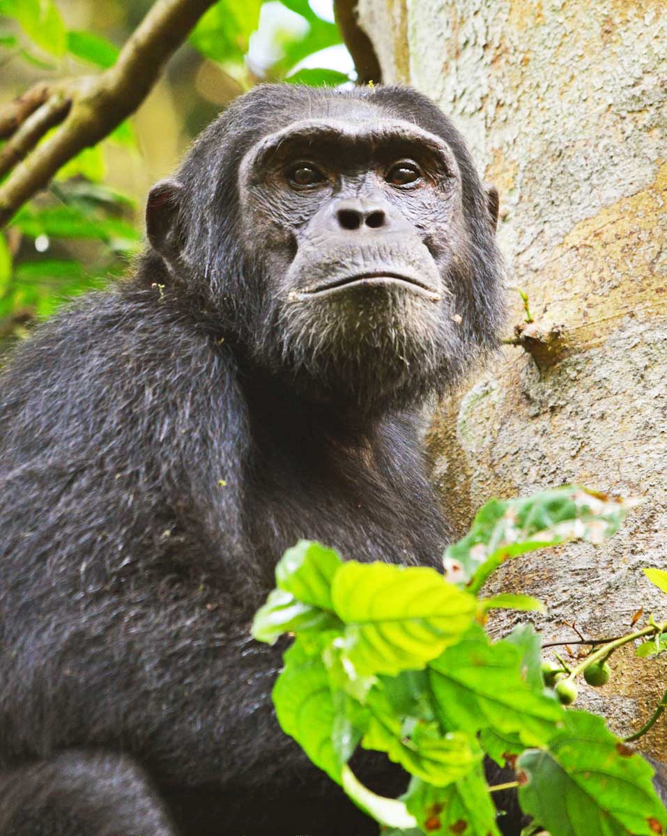 Gishwati Mukura National Park
