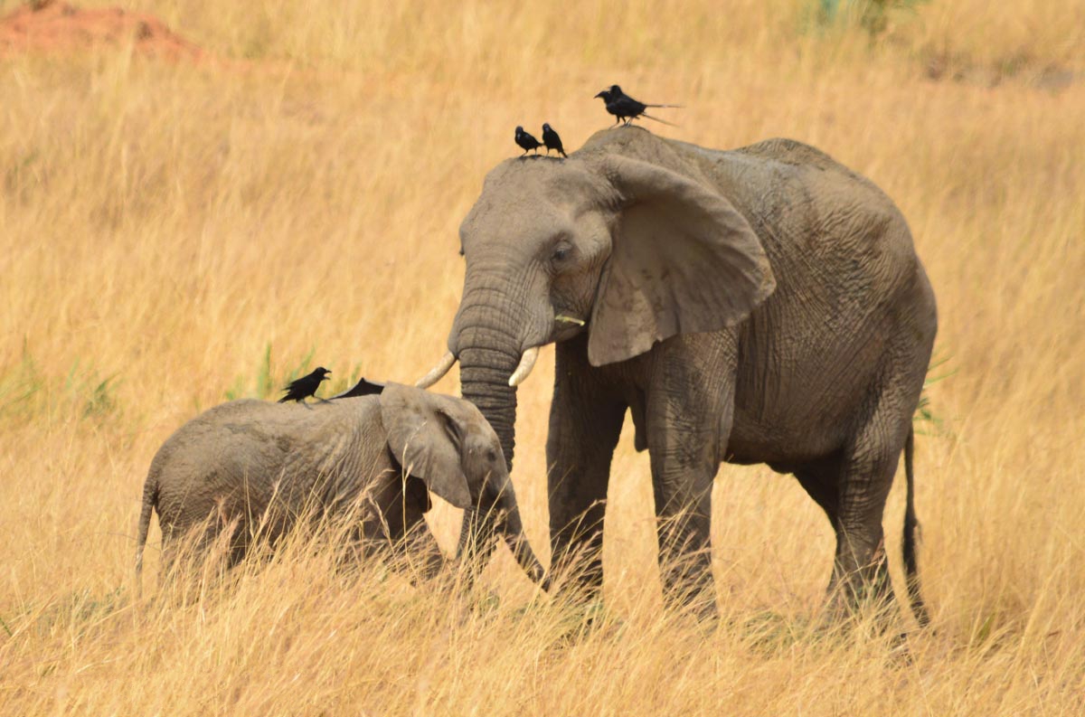 Best 5 animals in Maasai Mara