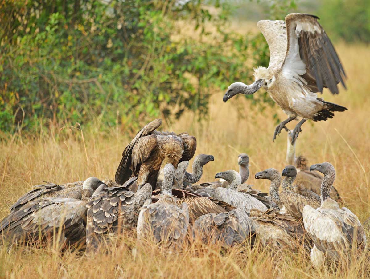 Where in East Africa Can I Observe Hundreds of Bird Species?