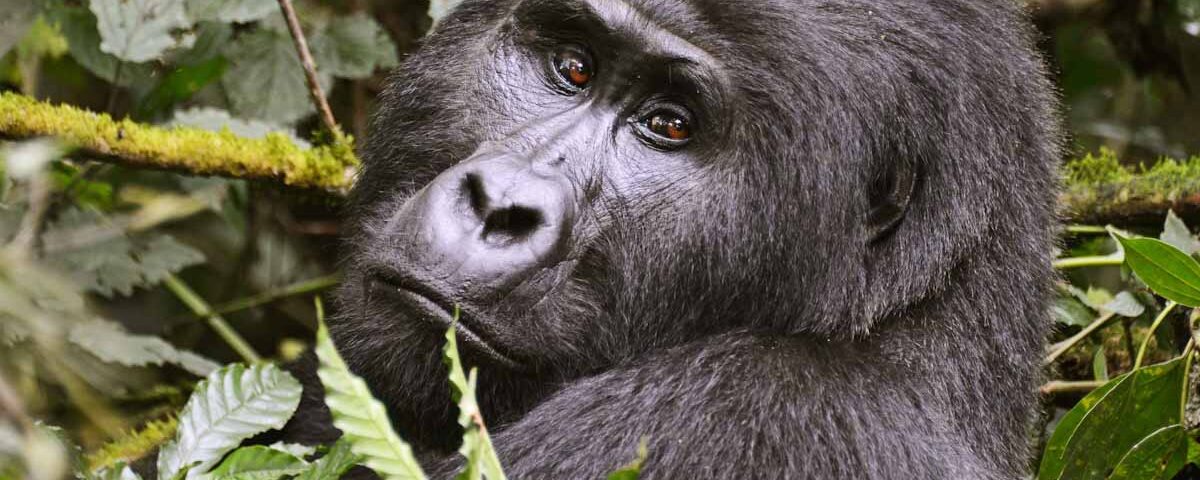 Mgahinga Gorilla National Park