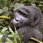 Mgahinga Gorilla National Park