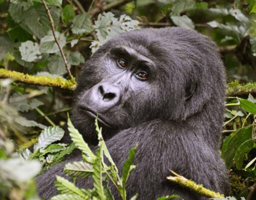 Mgahinga Gorilla National Park