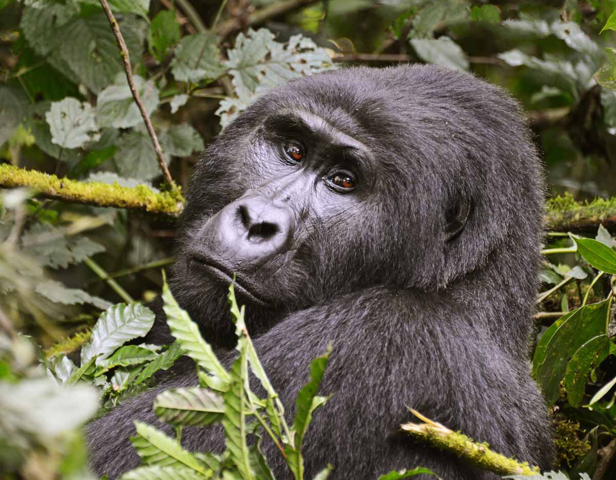 Mgahinga Gorilla National Park
