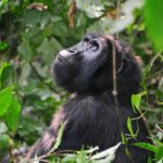 Why Is Gorilla Trekking Expensive?