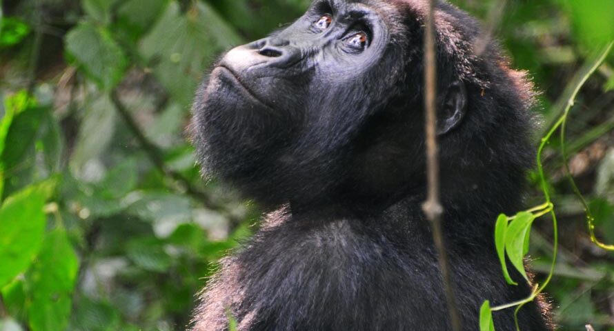 Why Is Gorilla Trekking Expensive?